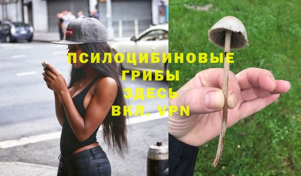 прущие грибы Гусиноозёрск